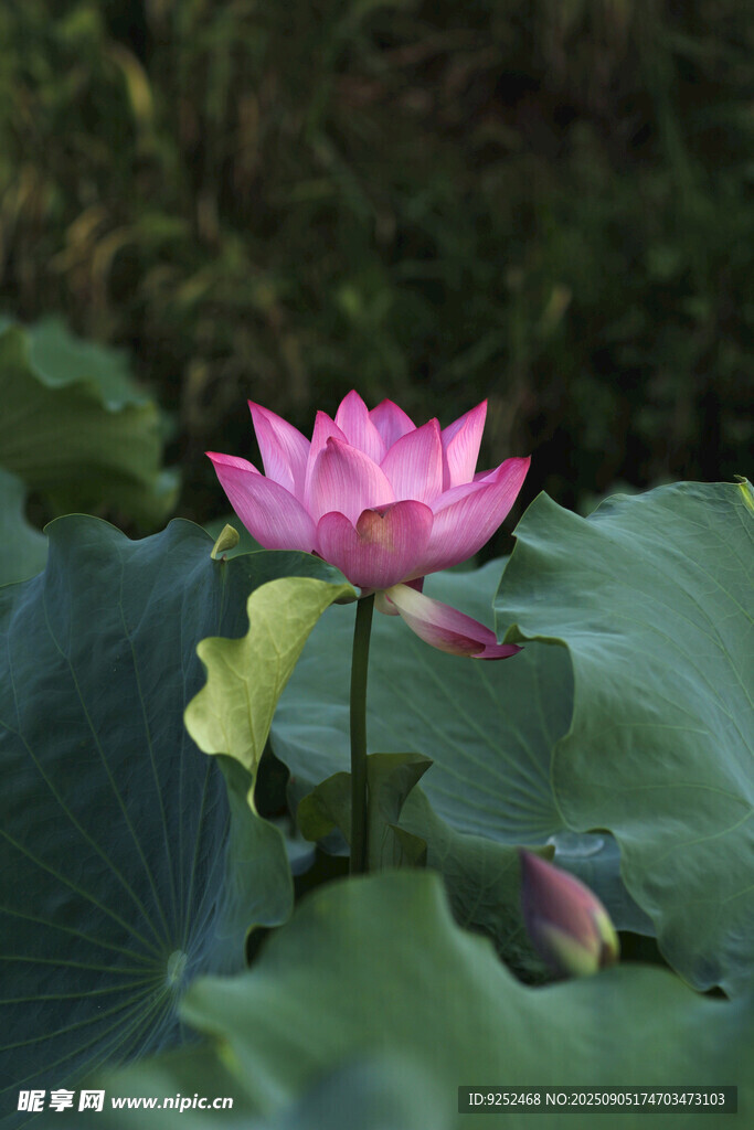 荷花 绽放