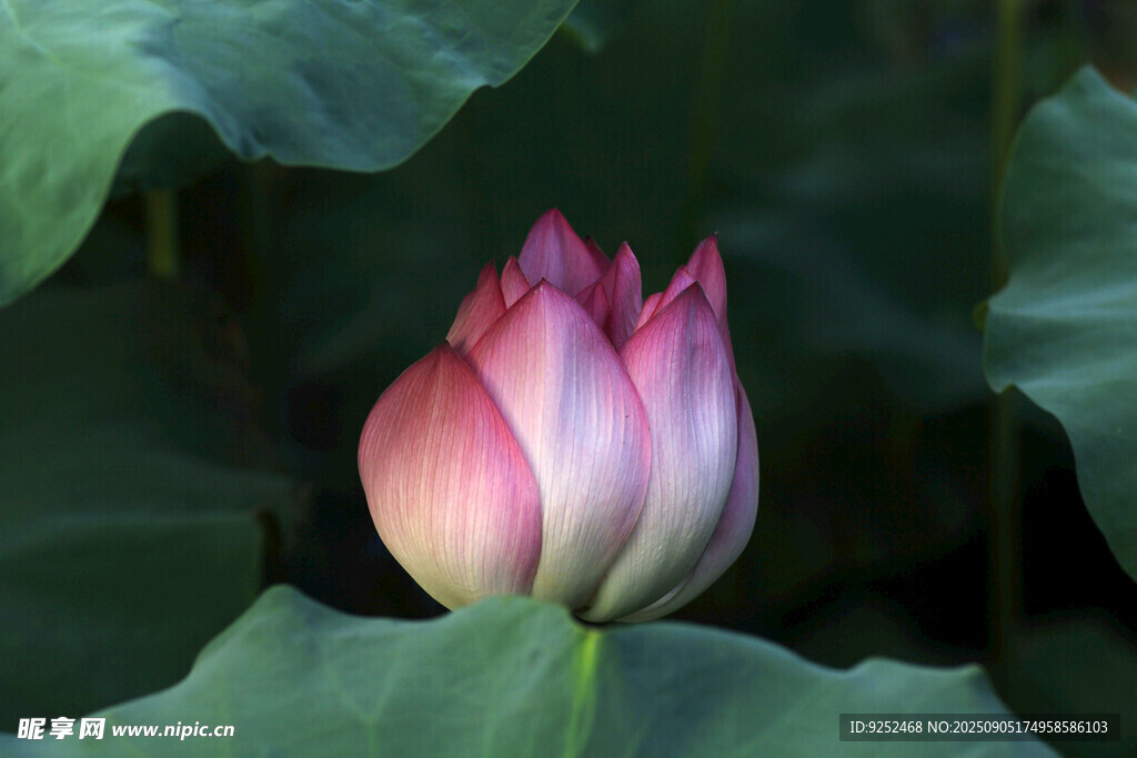 粉荷