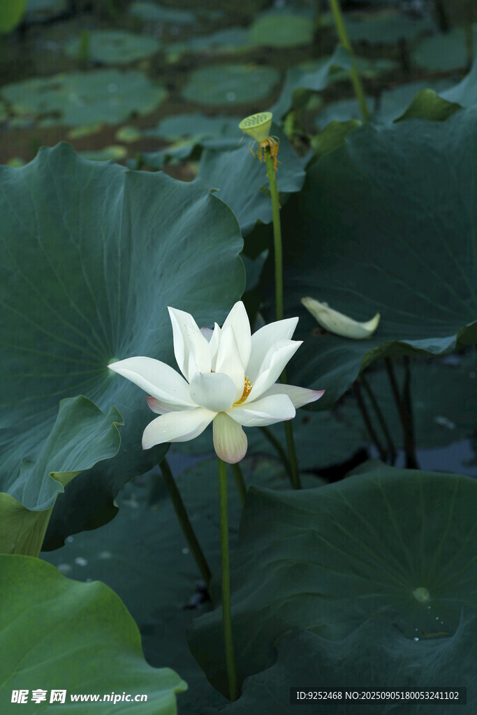荷花 白色