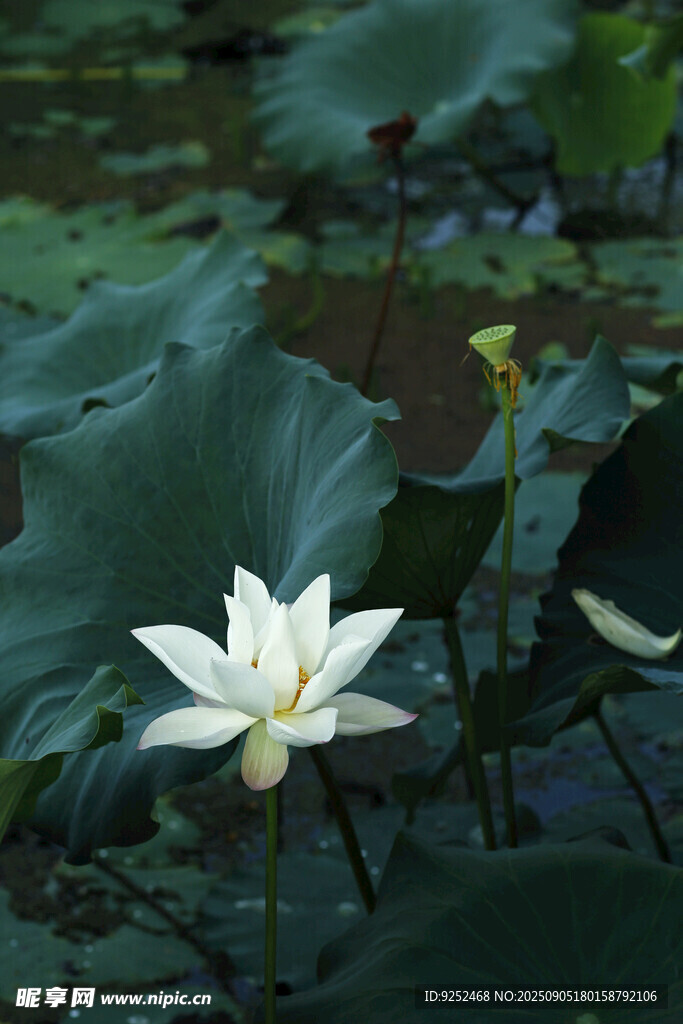  白荷