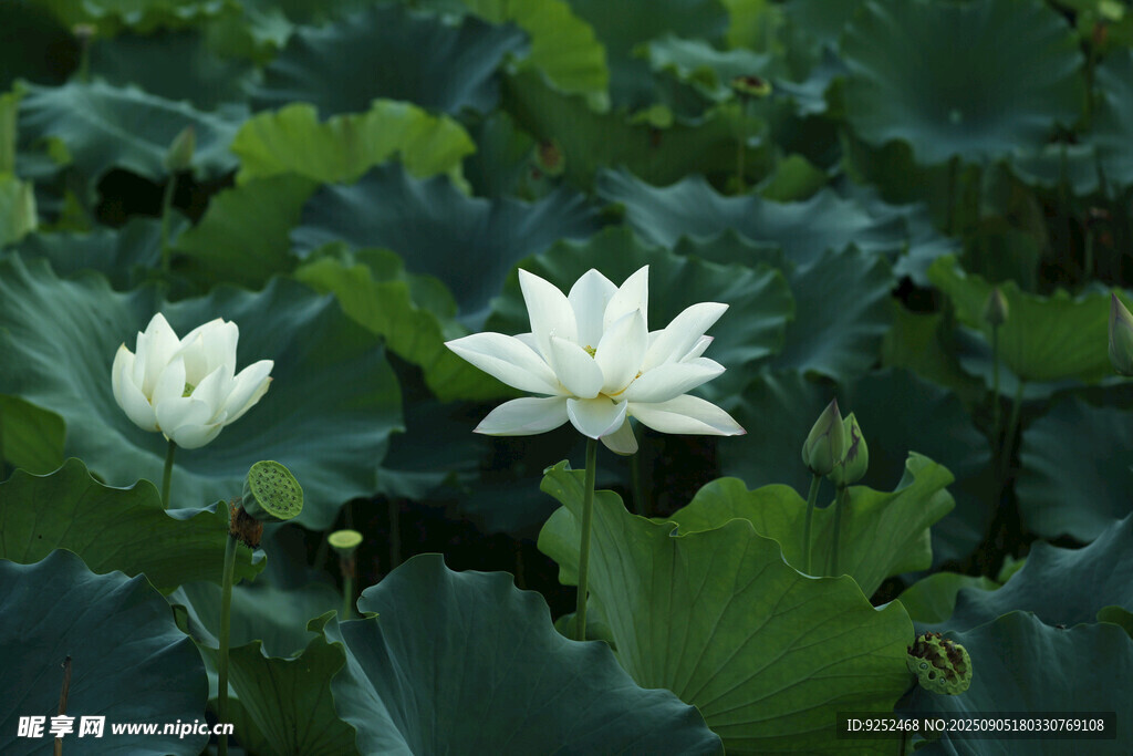 芙蓉 