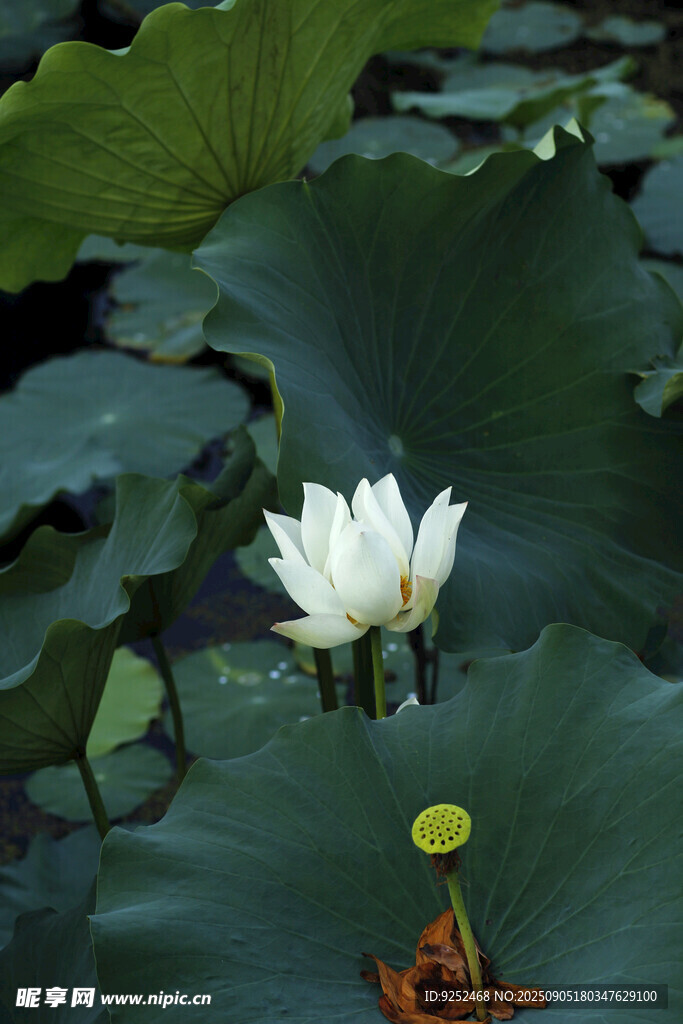 荷花 荷塘