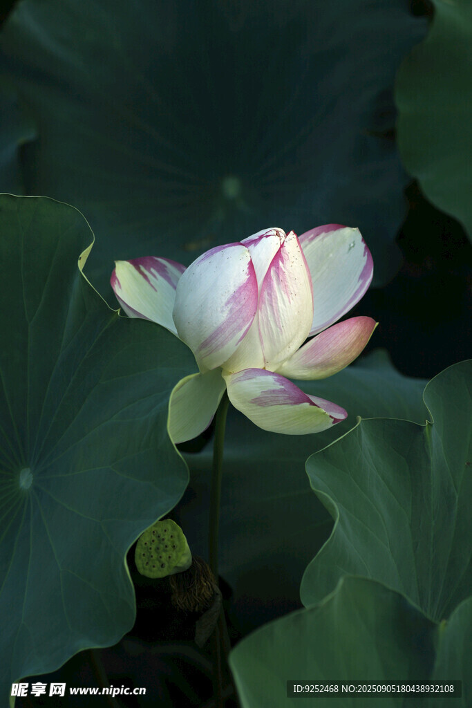 荷花