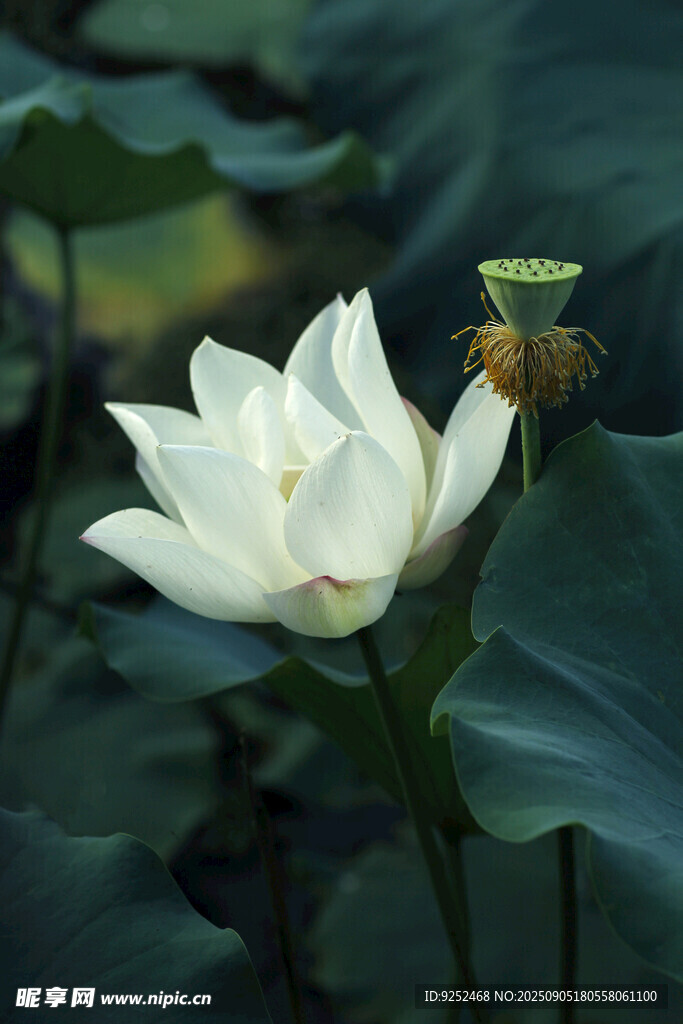  白荷