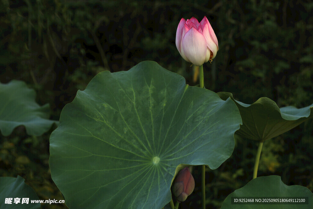 芙蓉