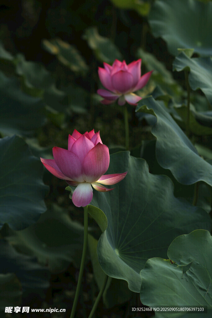 粉色 荷花