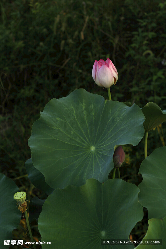 红莲