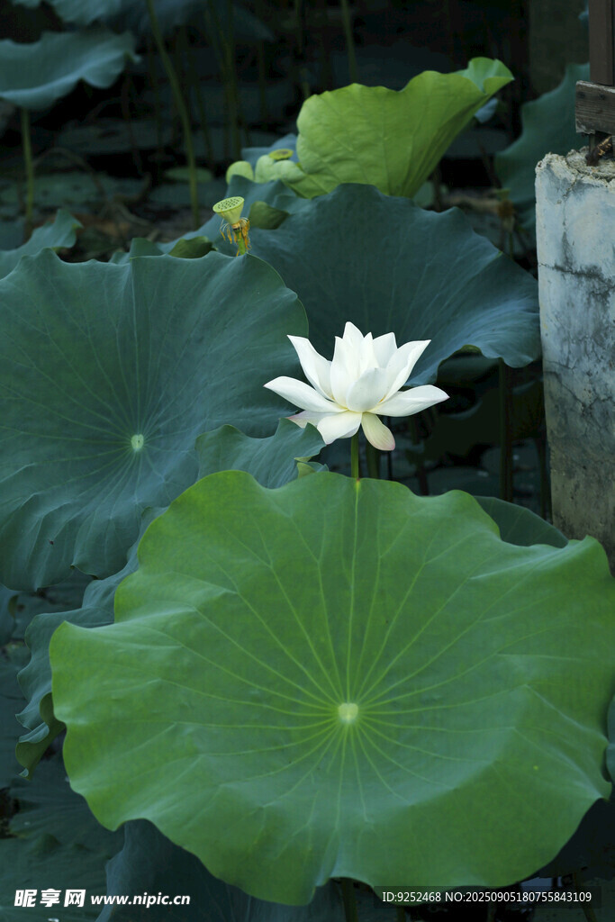  白荷