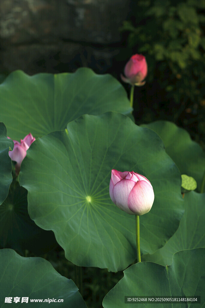  荷花