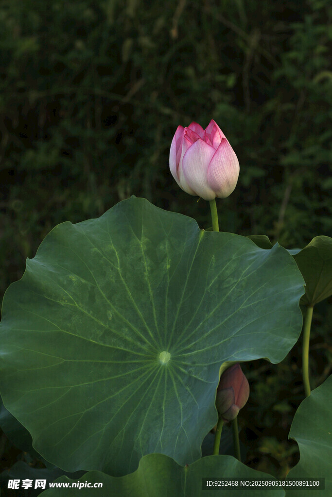  荷花
