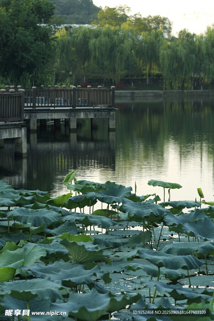 荷花池 