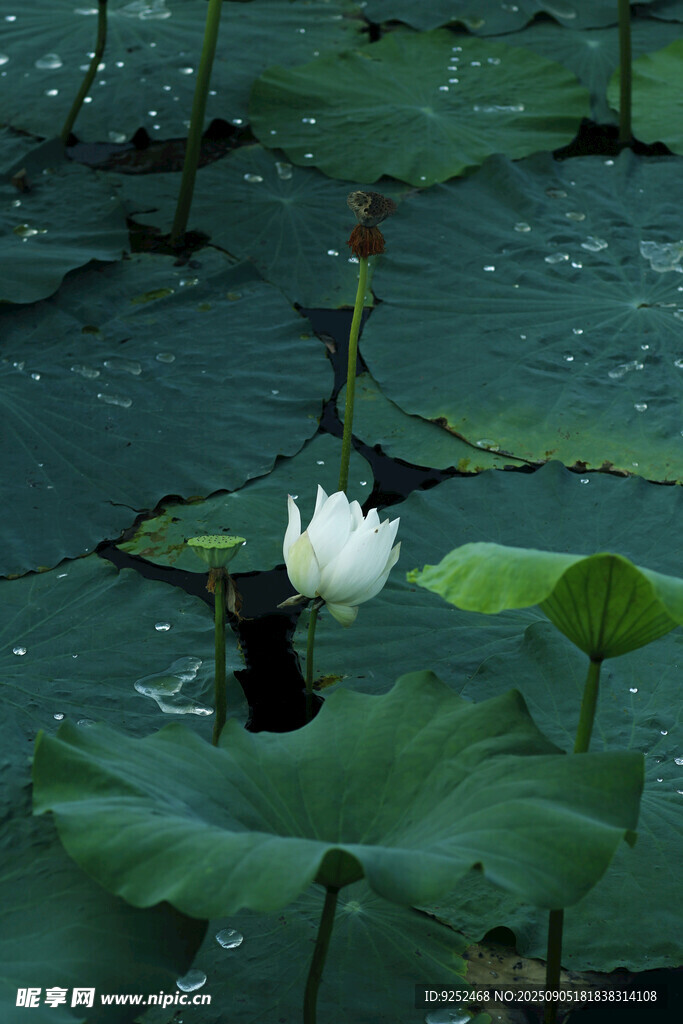 白荷
