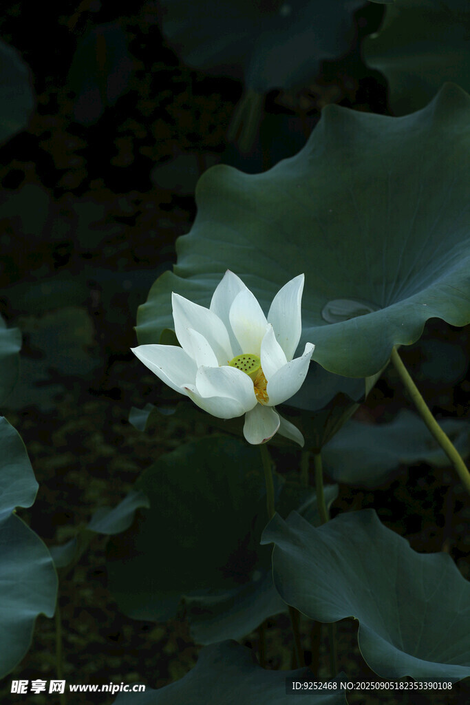  荷花