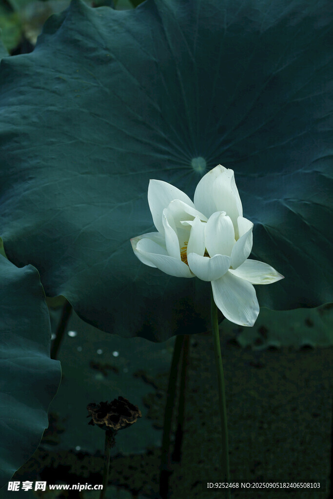 白荷