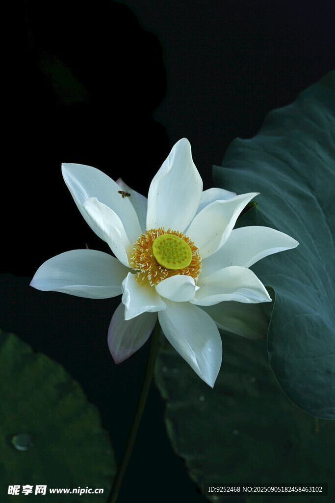  白莲花