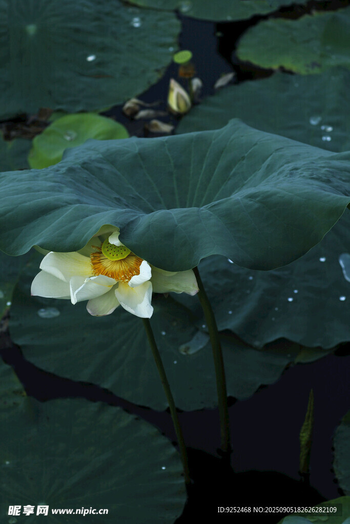荷叶 荷花