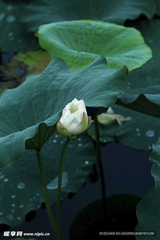  白荷