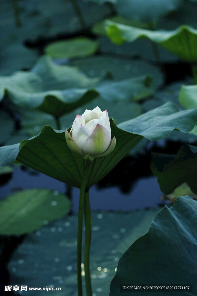  白荷