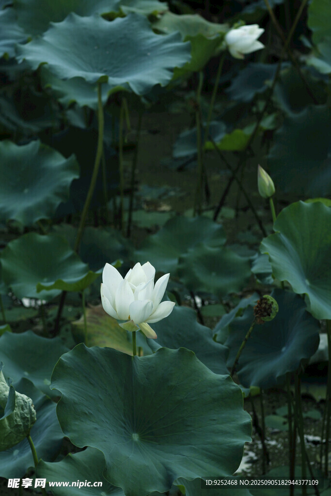  荷花