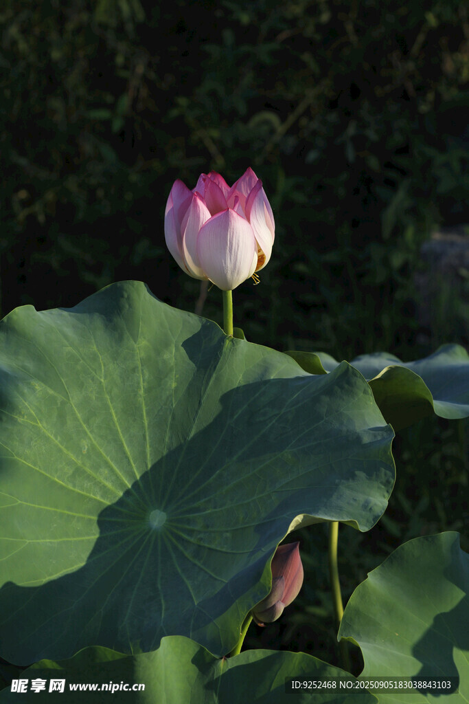  荷花