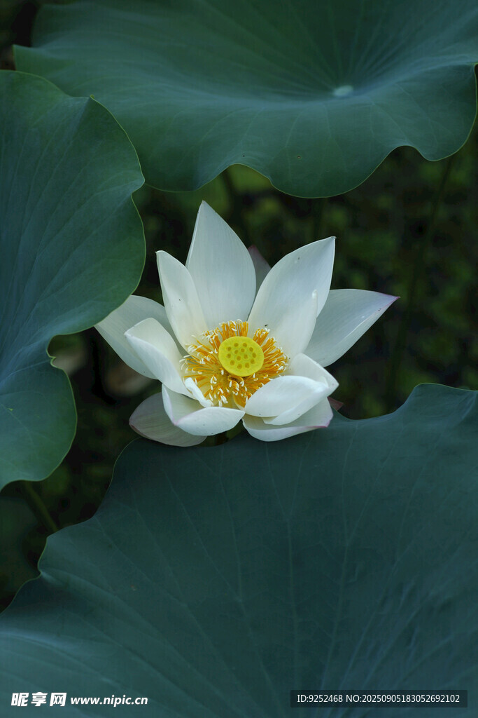 白荷