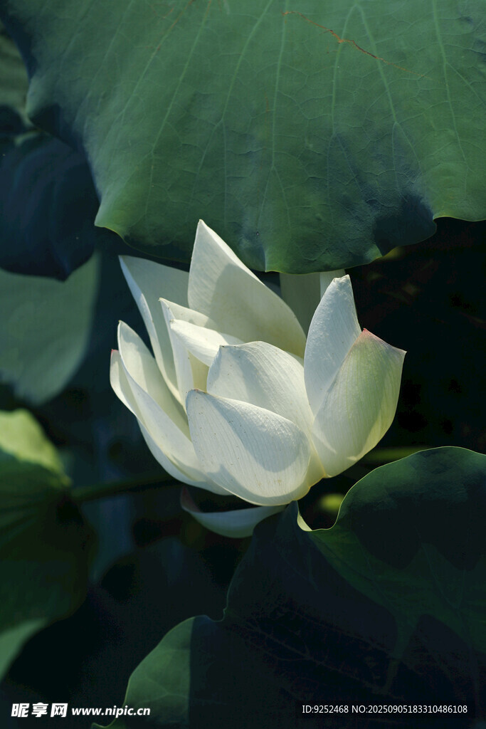 芙蓉
