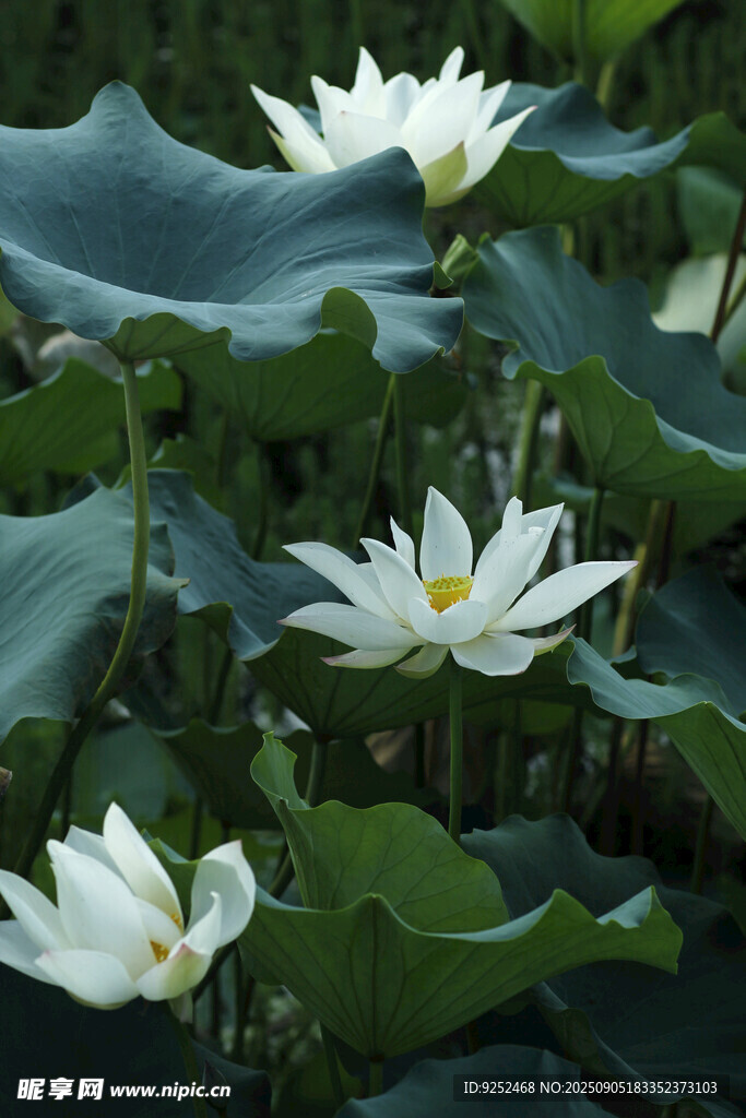  白荷