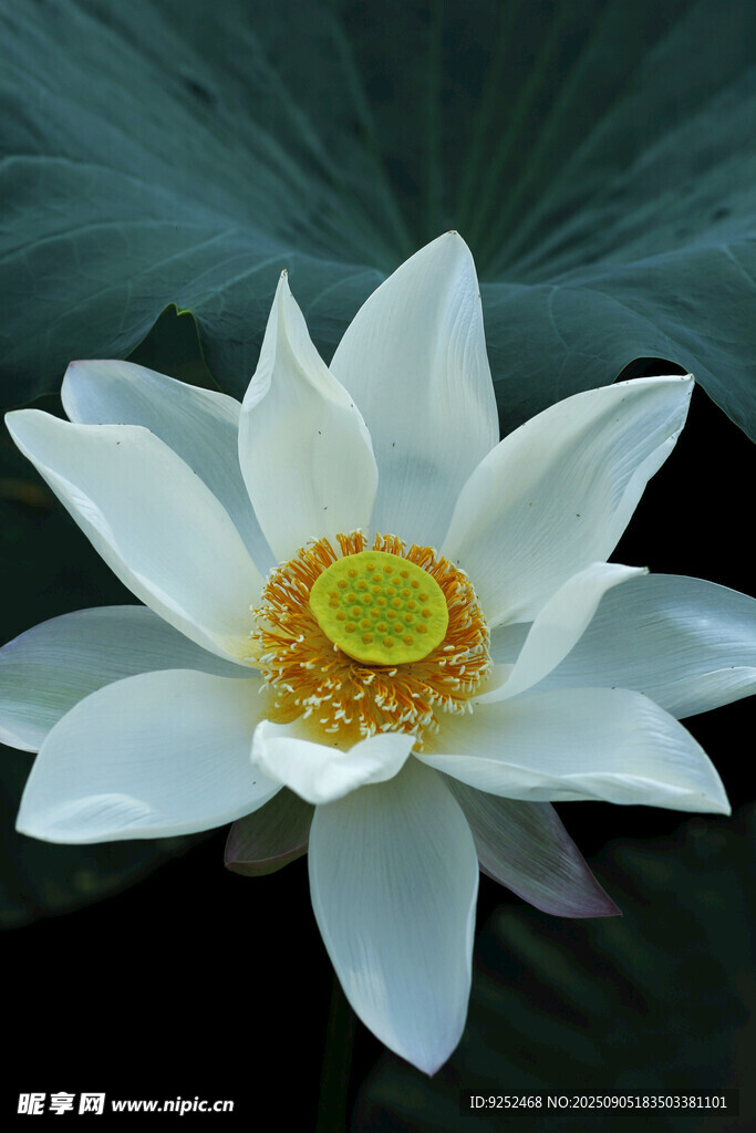 白莲花