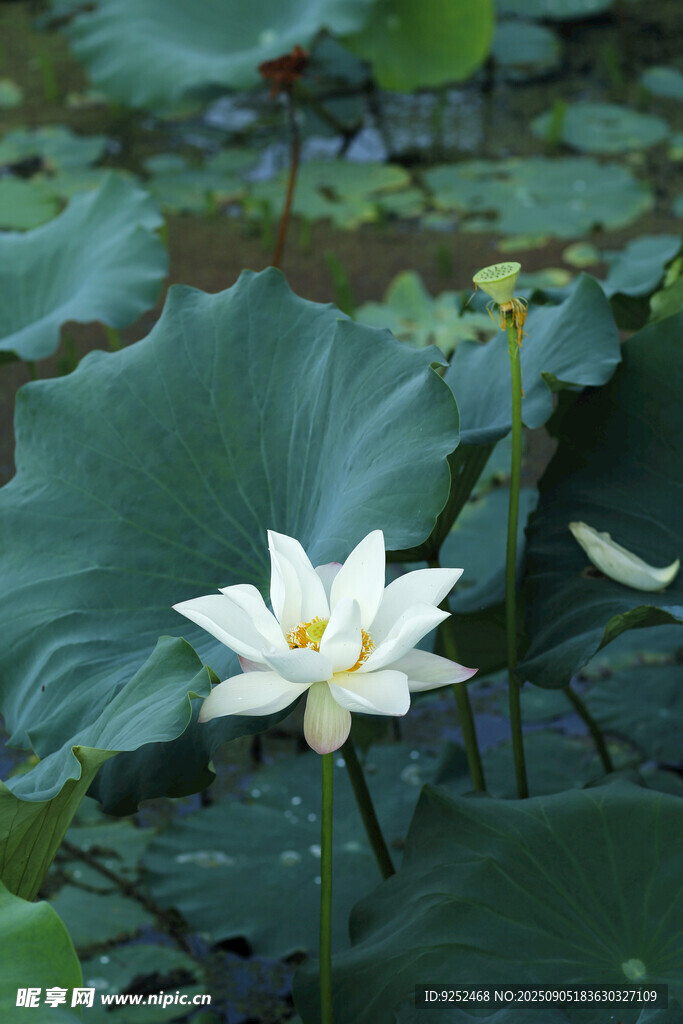  莲花