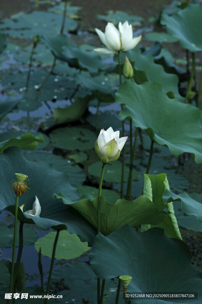  荷花