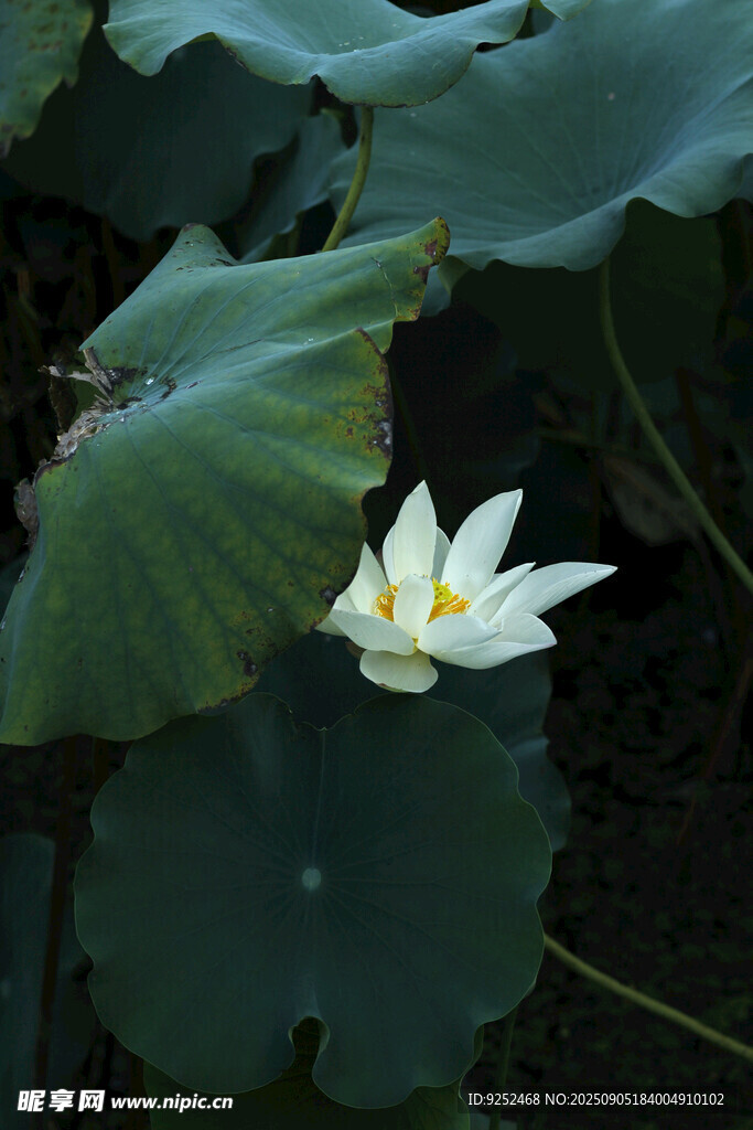  荷花