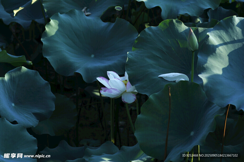  荷花