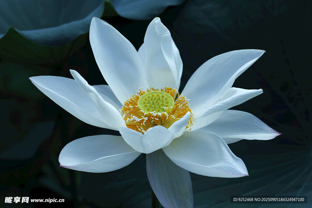  白莲花