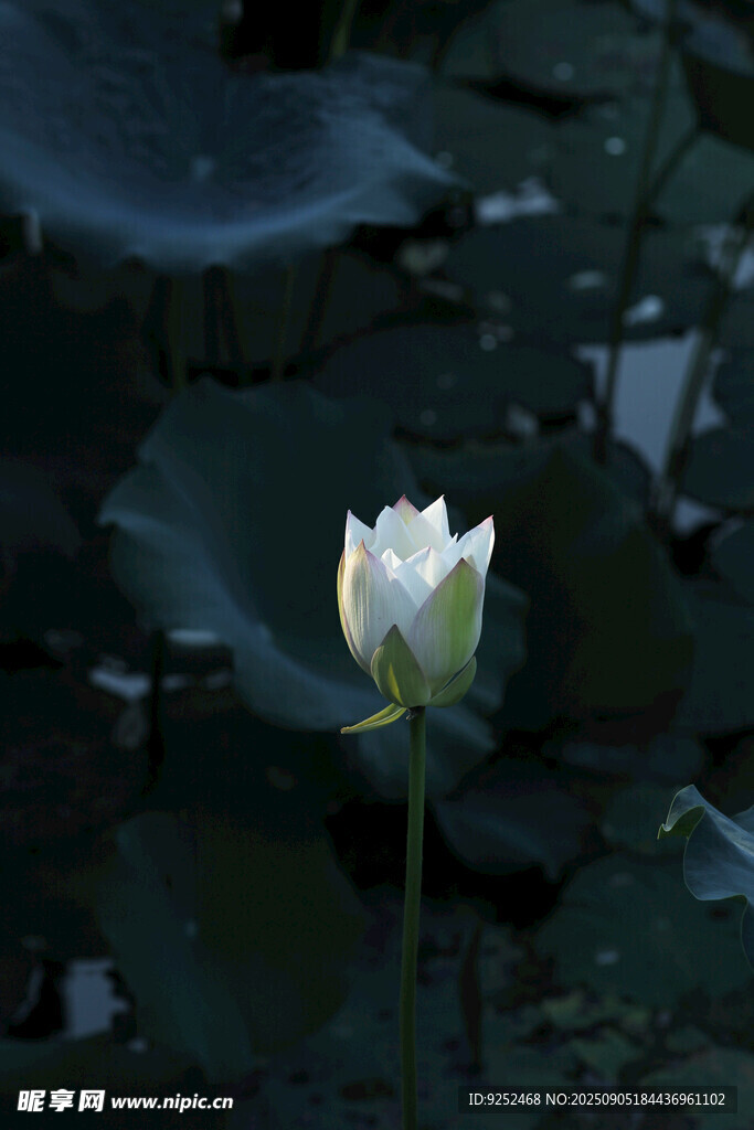  白荷