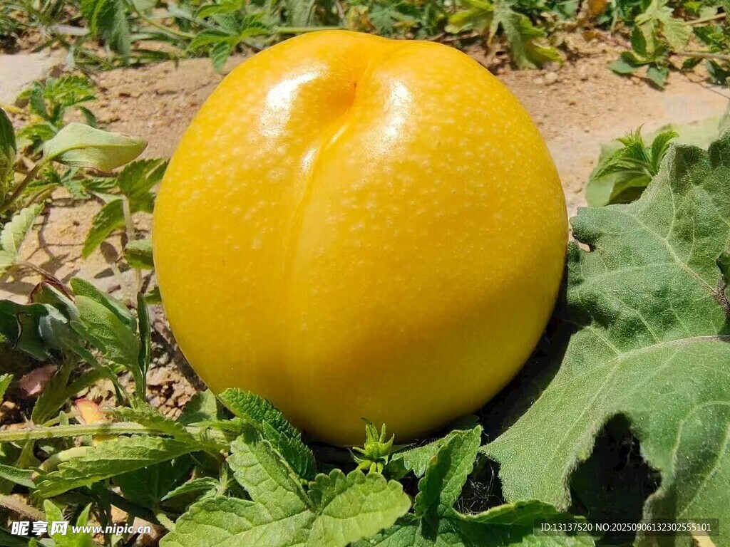 黄油桃