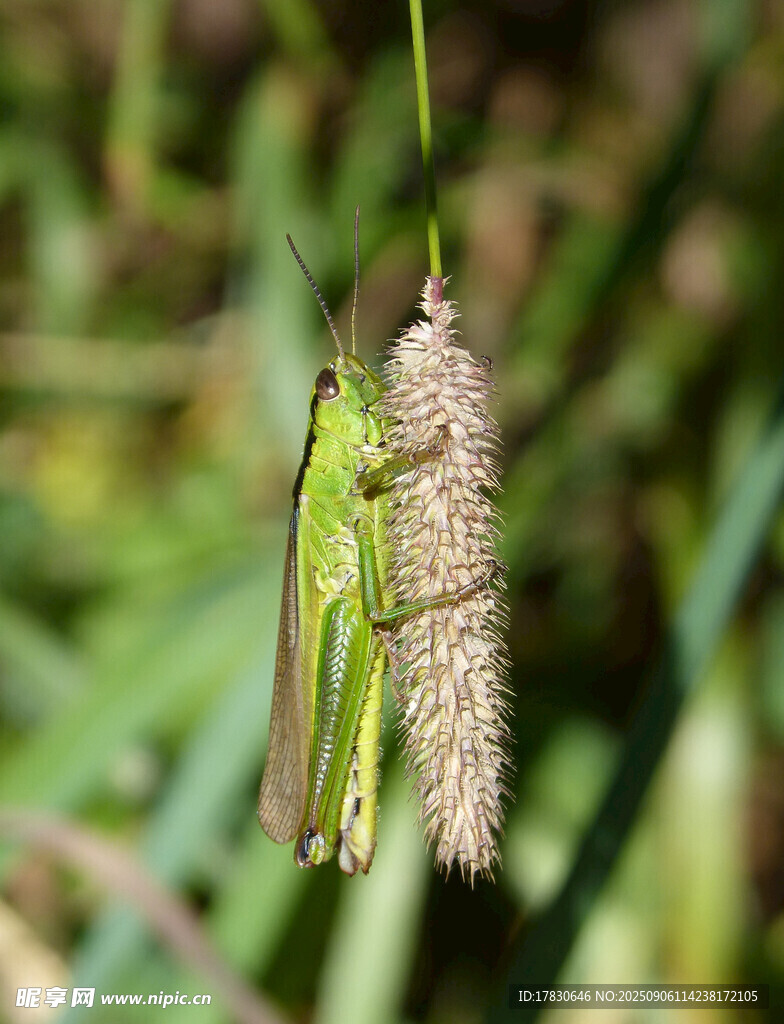 蝗虫