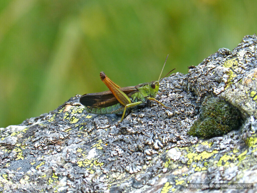 蝗虫