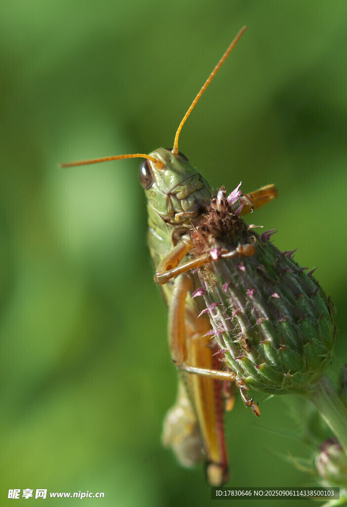 蝗虫