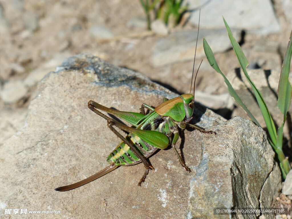 蝗虫