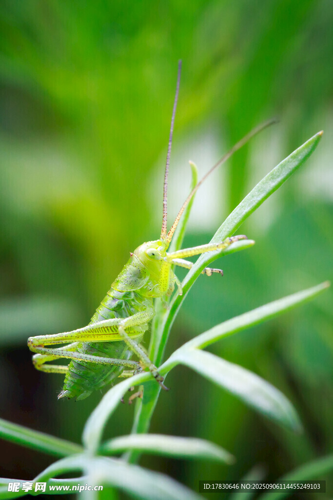 蝗虫