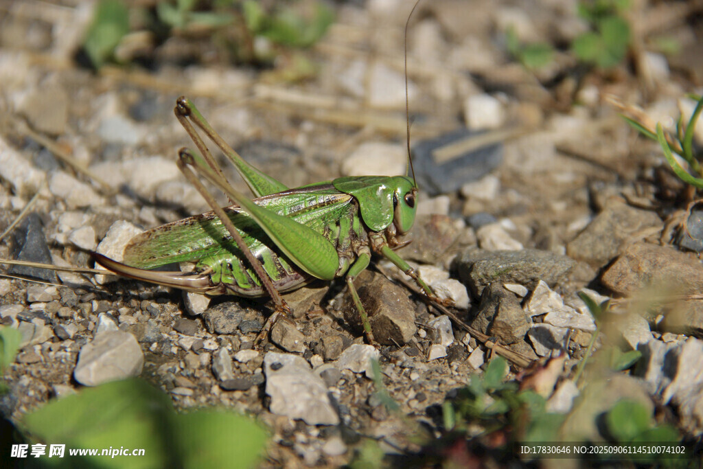 蝗虫