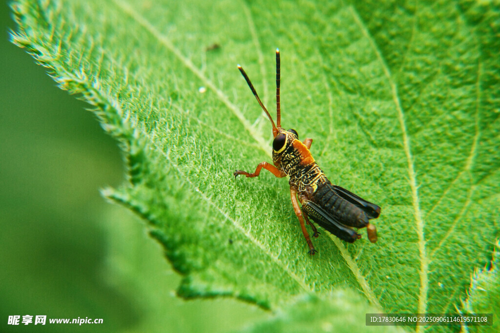 蝗虫