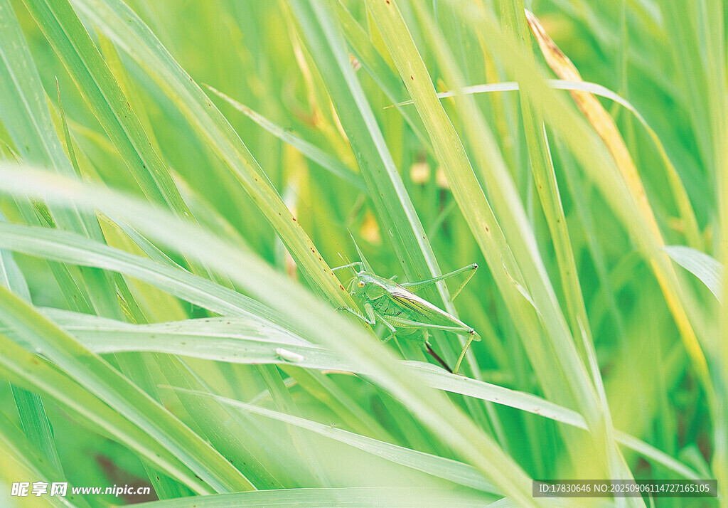 蝗虫