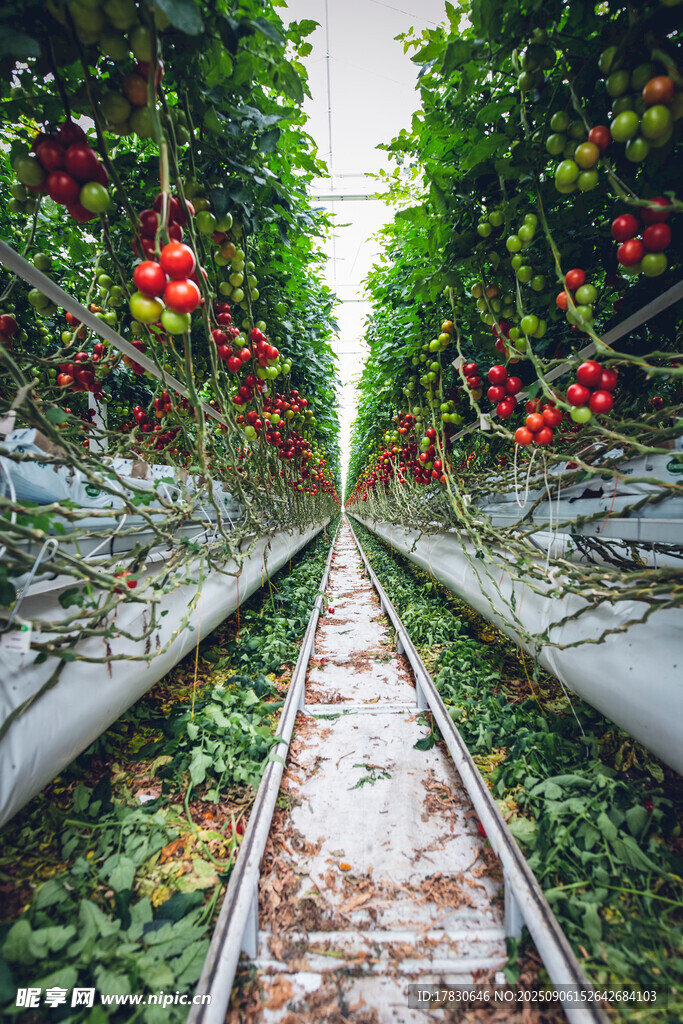 温室番茄种植通道景观