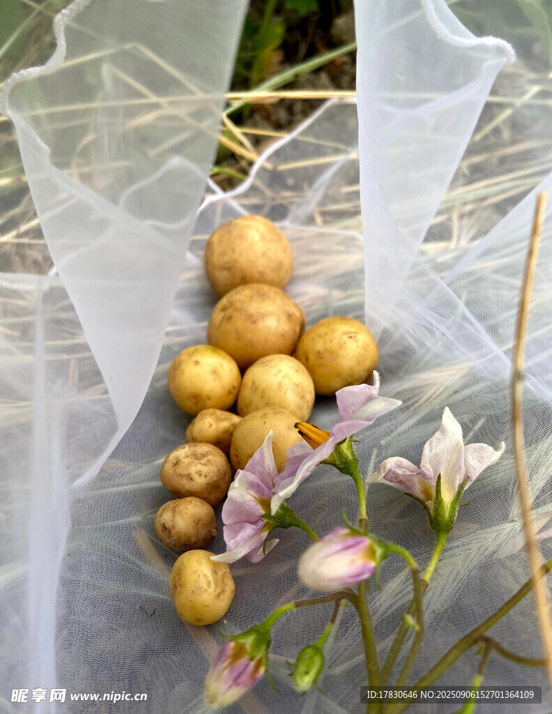 袋中土豆与绽放小花