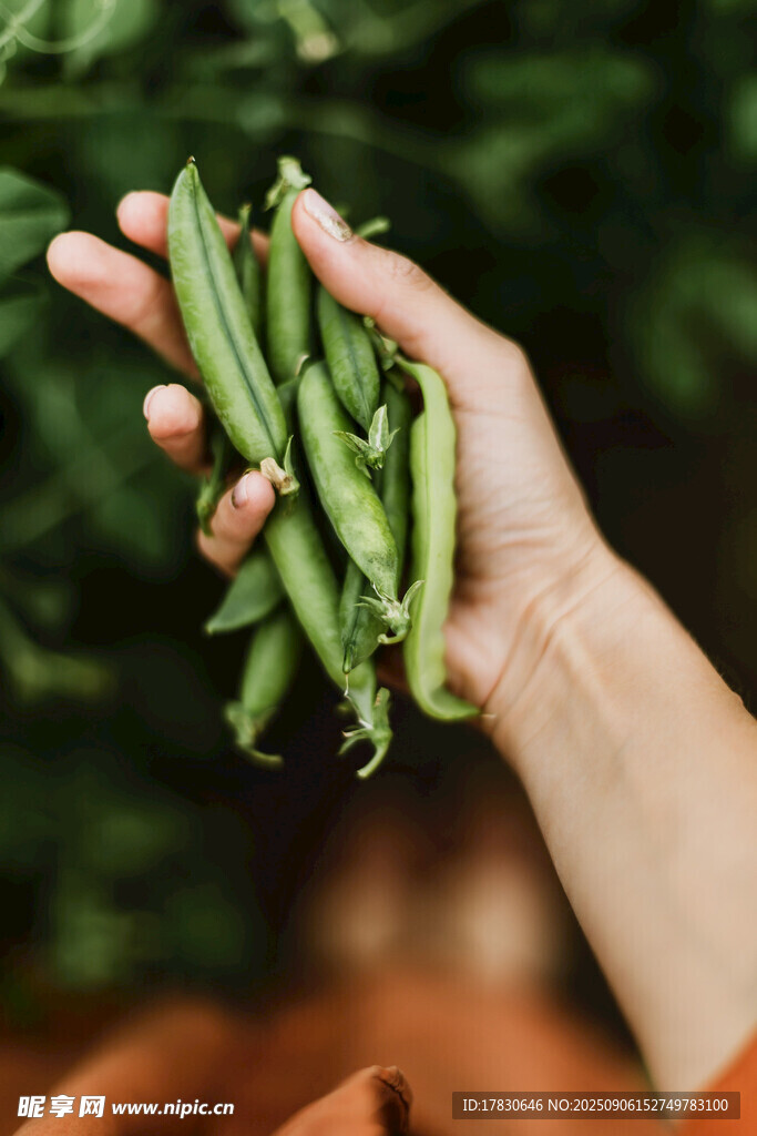 手捧鲜嫩青豆荚