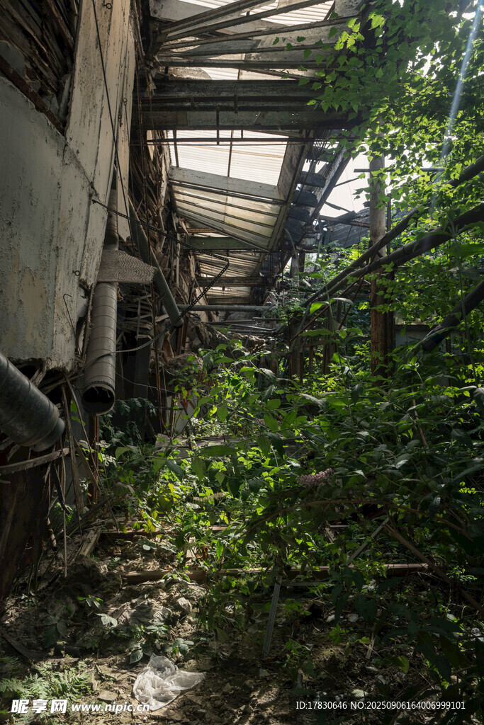 废弃建筑被绿植覆盖
