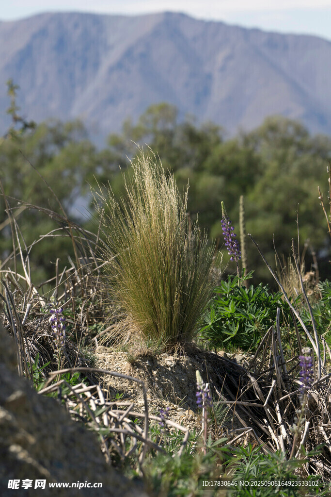 山间绿植与远处山峦