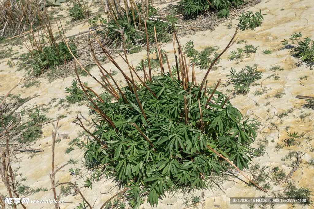 沙地上的绿色植物群落