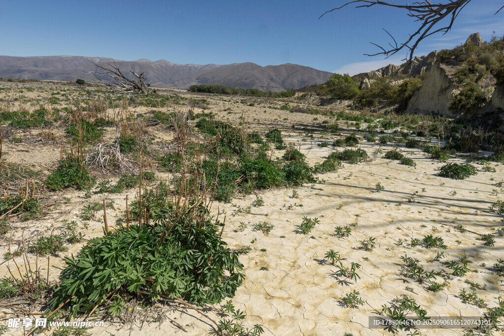 荒凉野外的稀疏植被景观
